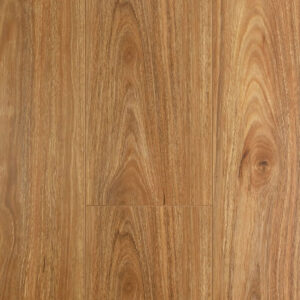 Spotted Gum Oakleaf min